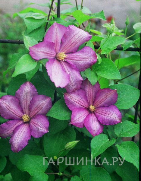 Клематис Николай Рубцов крупноцветковый (3)