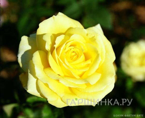 Роза Николя Уло чайно-гибридная, Топалович (лиц)