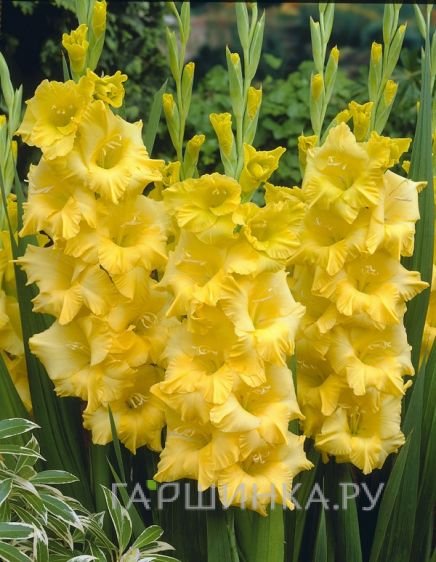 Гладиолус Нова Люкс 5 шт