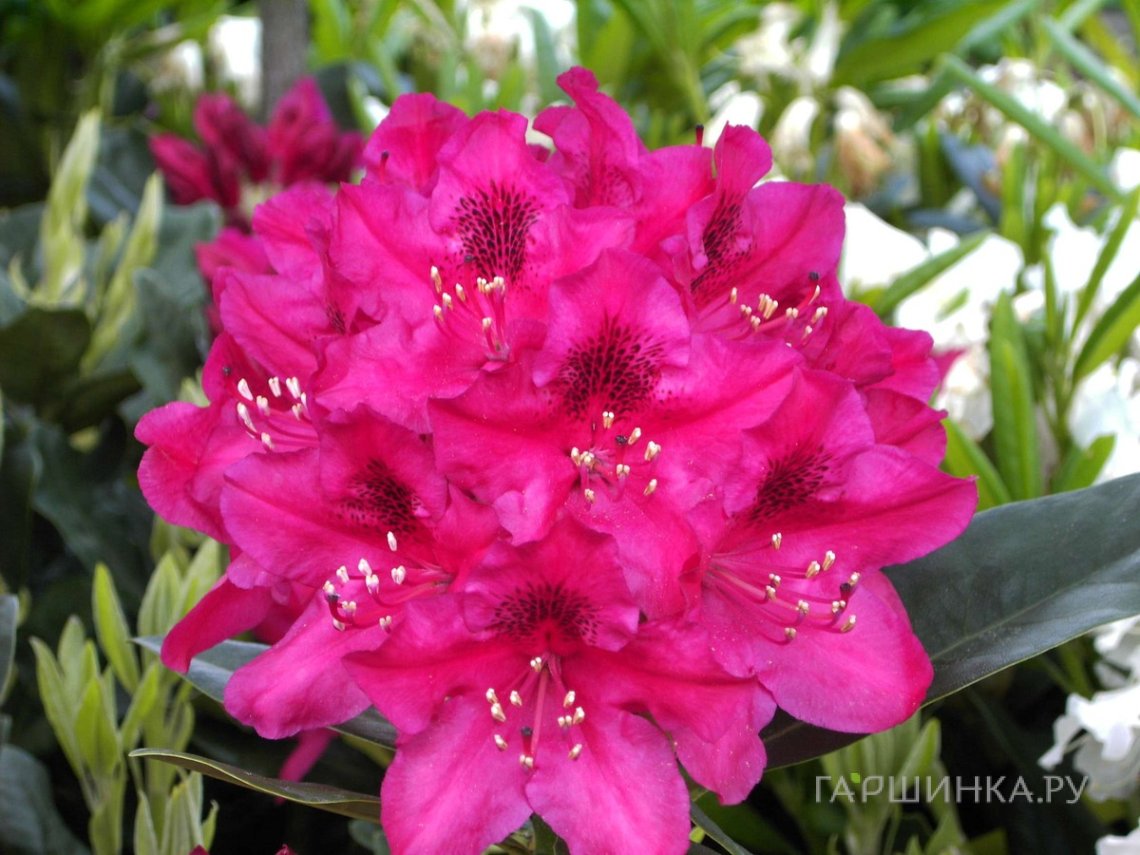 Рододендрон Нова Зембла гибридный