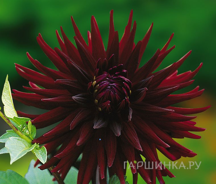 Георгина Нуит Д. Эте кактусовидная