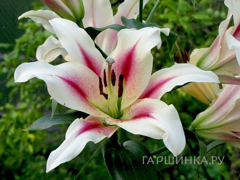 Лилия Нимф ОТ-гибрид