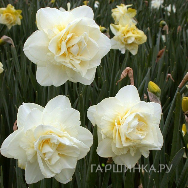 Нарцисс Обдам махровый 5шт