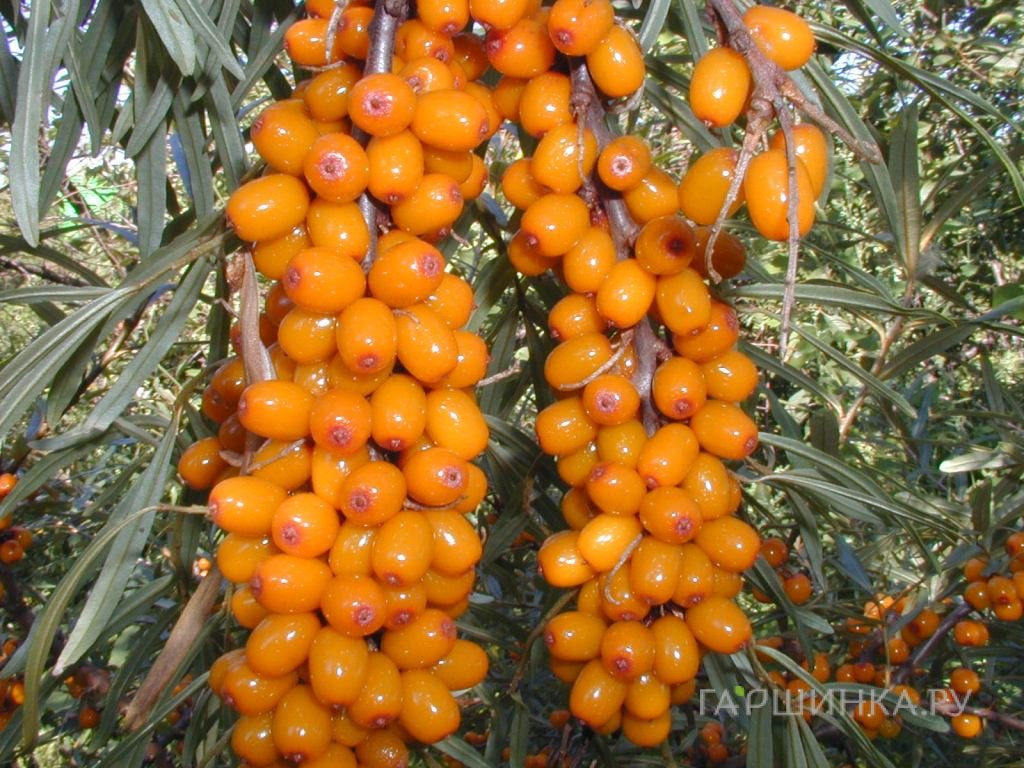 Облепиха Ботаническая ароматная