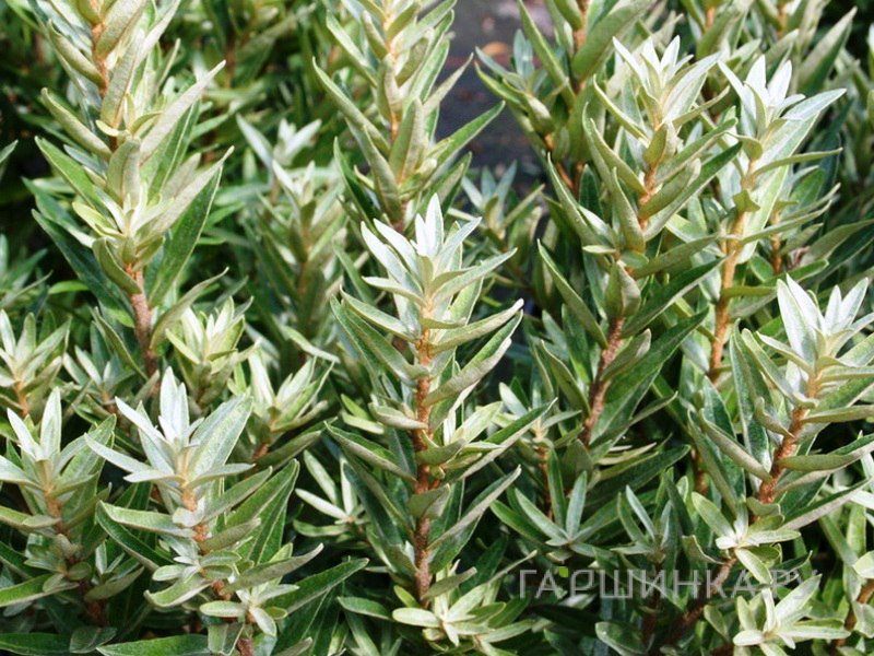 Облепиха крушиновидная Полмикс (муж)