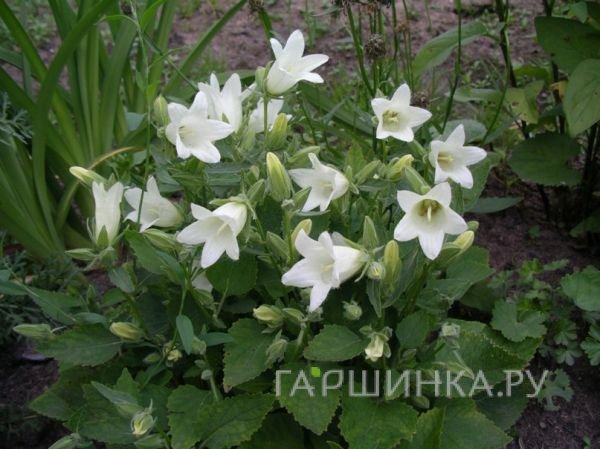 Колокольчик бледноохряный Мевр. ван Воленхове