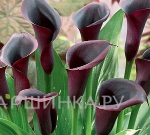 Калла Одесса