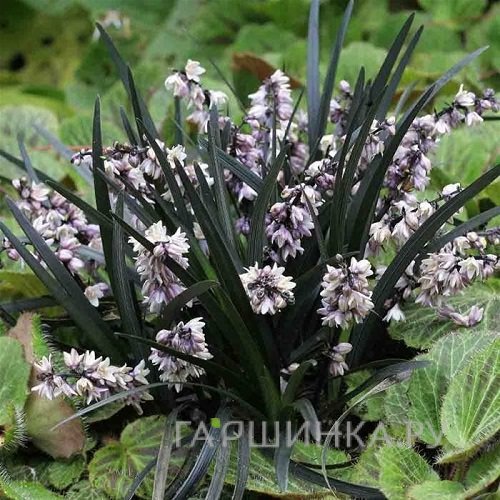 Офиопогон/Ландышник плоскострелый Нигер