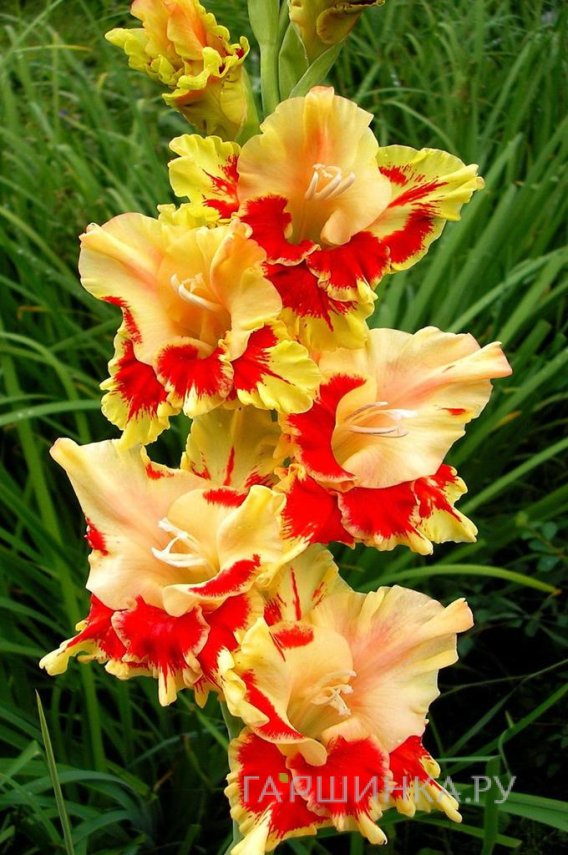 Гладиолус Огни Арбата