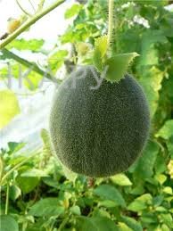 Огурдыня Мандурия (10 сем.)