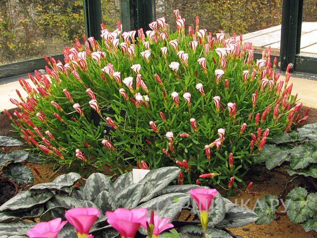 Оксалис Версиколор 5 шт