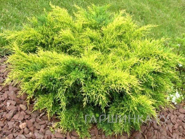 Можжевельник средний Олд Голд