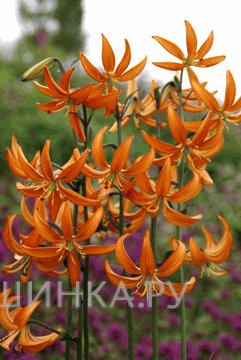 Лилия Оранж Мармелад кудреватая 1шт