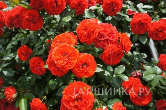Роза Оранж Мейландина миниатюрная, Top Roses