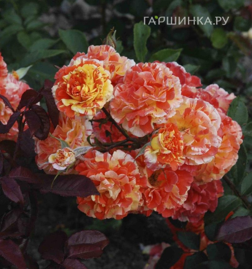 Роза Оранжес энд Лемонс флорибунда, Викс (лиц)