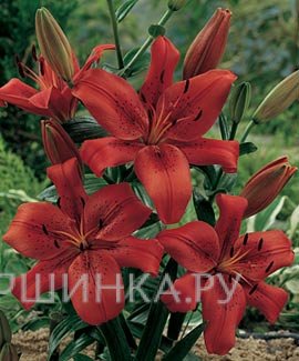 Лилия Ориджинал Лав ЛА-гибрид/2шт