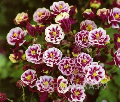 Аквилегия Винки Дубль Роуз Вайт