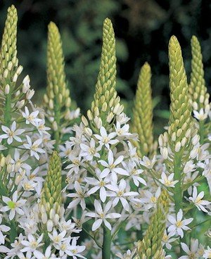 Птицемлечник White Giant белый 10шт.