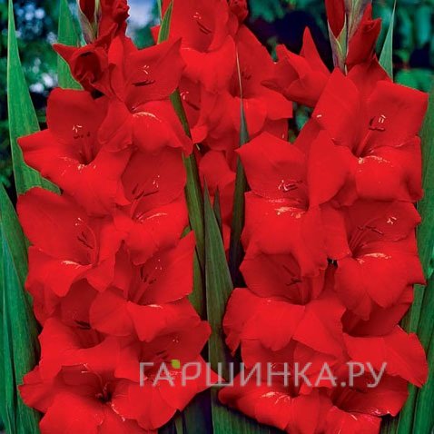 Гладиолус Оскар 5 шт