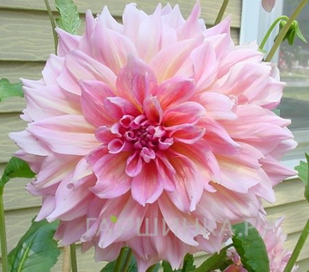 Георгина Отто Трил (МАКСИ) декоративная