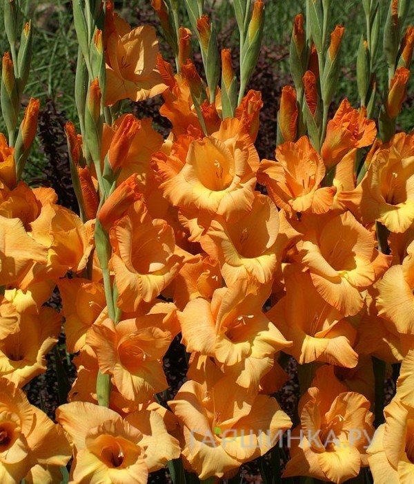 Гладиолус крупноцветковый Овация 7шт.