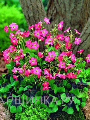 Оксалис Deppei Iron Cross 10шт.