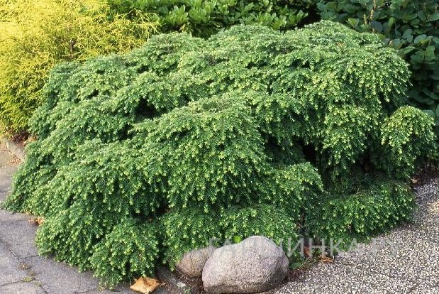 Тсуга Нана канадская