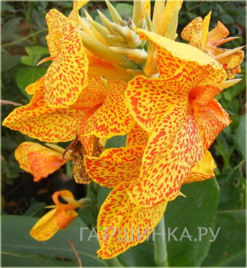 Канна Эн Авант