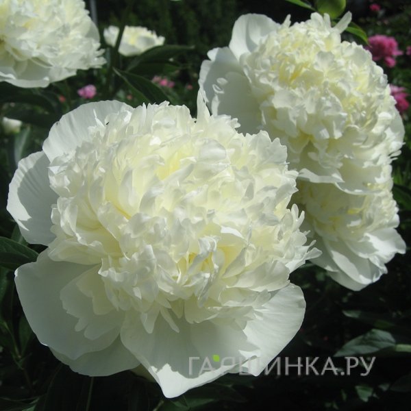 Пион Дюшес де Немур