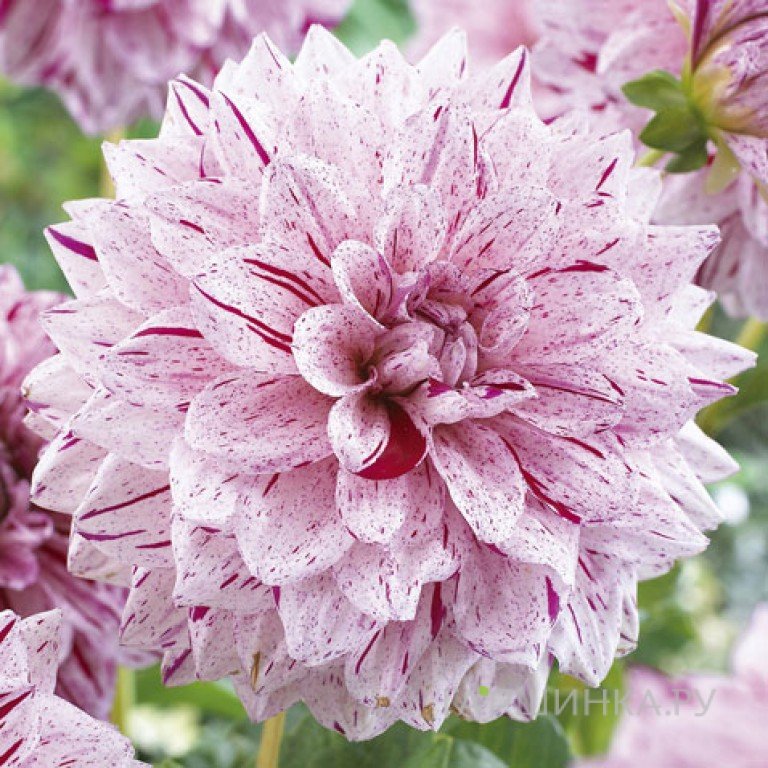 Георгина Пэйнтед Герл декоративная