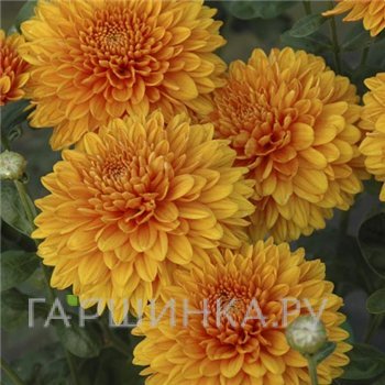 Хризантема Памела Бронз