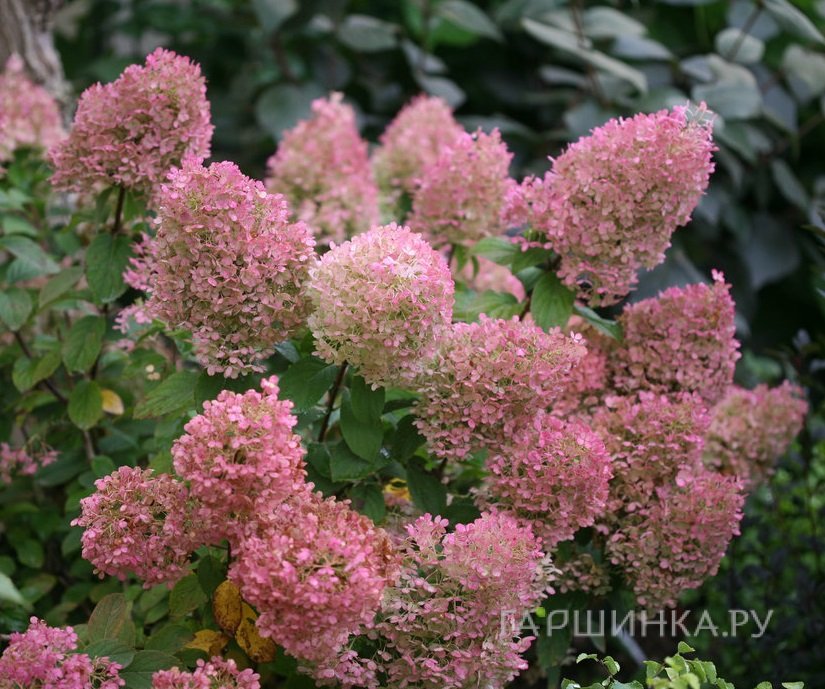 Гортензия Бобо метельчатая