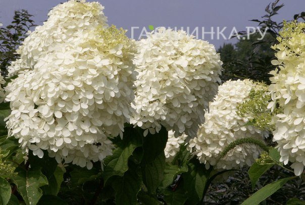 Гортензия Фантом (Мега Перл) метельчатая