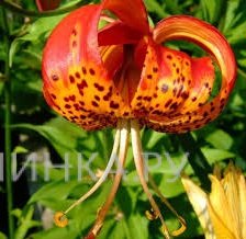 Лилия Парадалинум видовая/ 2 шт