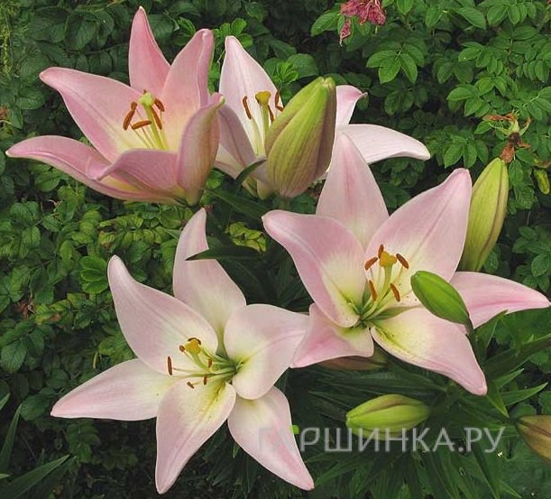 Лилия Пати Даймонд ЛА-гибрид/2 шт