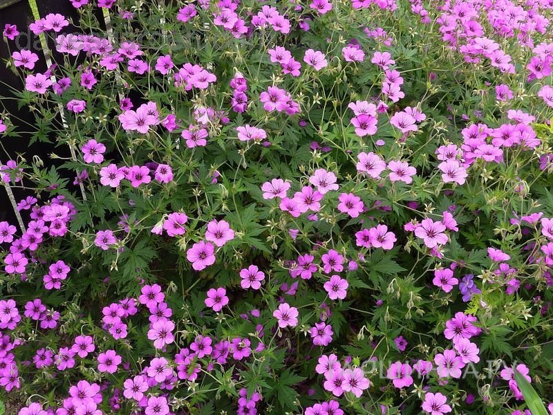 Герань садовая Патриция