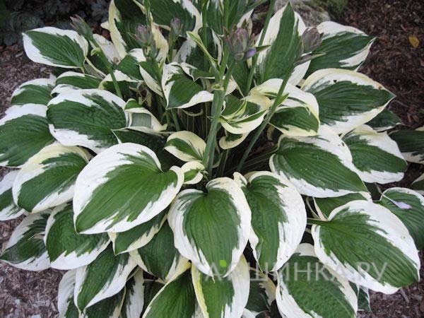 Хоста Патриот (M)