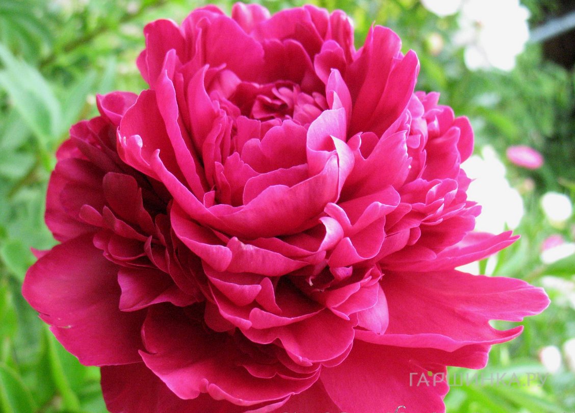 Пион Пол м Уайлд