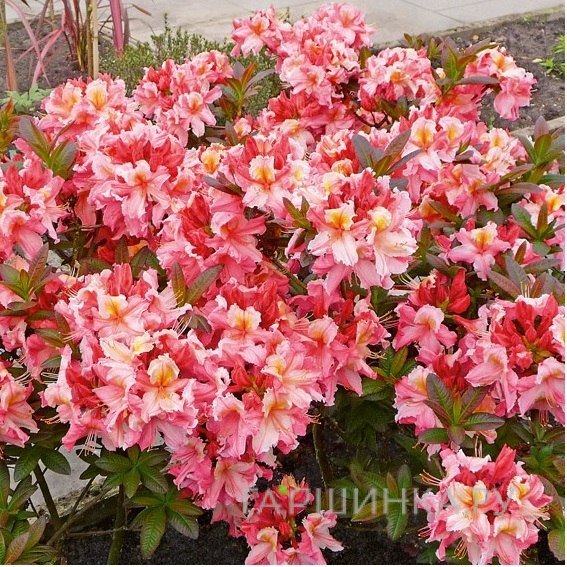 Рододендрон (Азалия) Painted Lady