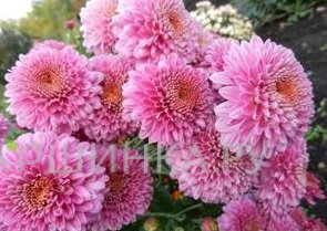 Хризантема Пэйтон Дэйл Пинк