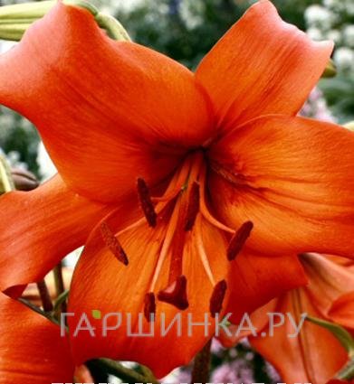 Лилия Перл Каролина /2 шт