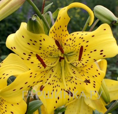 Лилия Перл Дженифер /2 шт