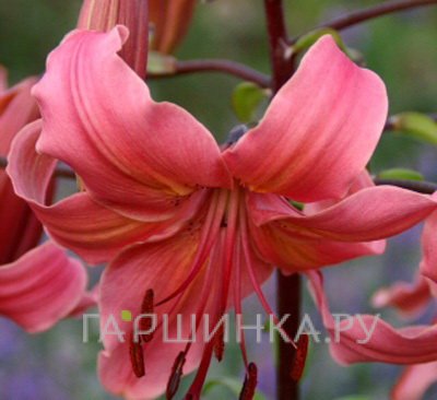 Лилия Перл Джессика /2шт