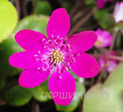 Печеночница японская Ред Форест