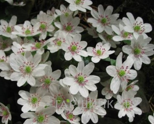 Печеночница японская Вайт Форест