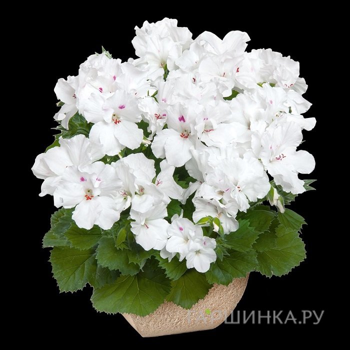 Пеларгония королевская Аристо Сноу