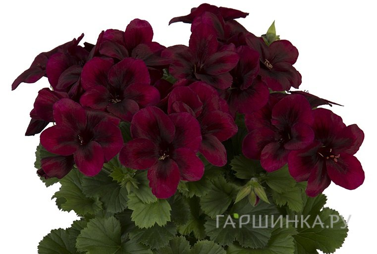 Пеларгония королевская Регилия Шоколате