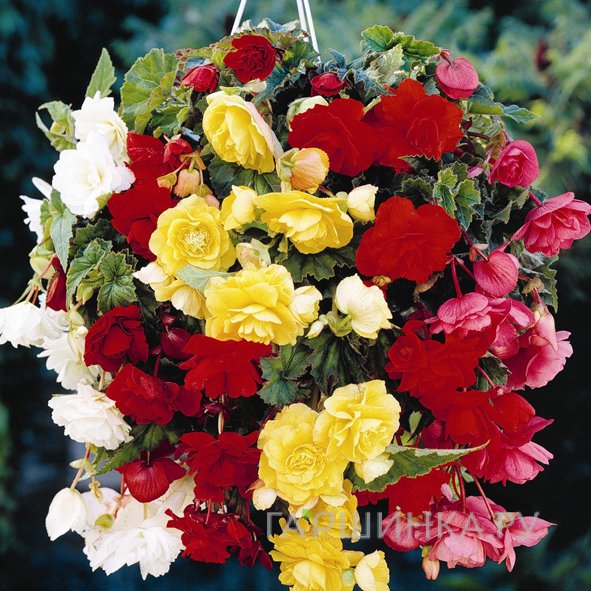 Бегония Пендула Микс