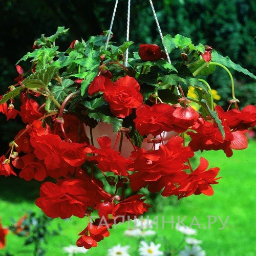 Бегония Пендула Ред