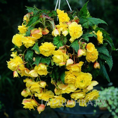 Бегония Пендула Йелоу